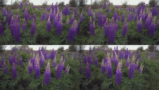 草地与紫色羽扇豆摄影。4 k UHD高清在线视频素材下载