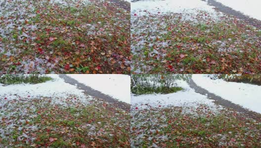 公园里白雪覆盖的小径山楂树的红叶在西伯利亚的深秋和初冬的大雪下高清在线视频素材下载
