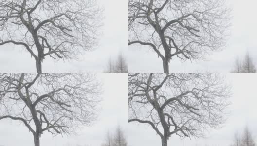 雪山上一棵没有叶子的树高清在线视频素材下载