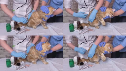 兽医用注射器给姜猫接种疫苗。兽医助理医生手牵宠物在兽医诊所高清在线视频素材下载