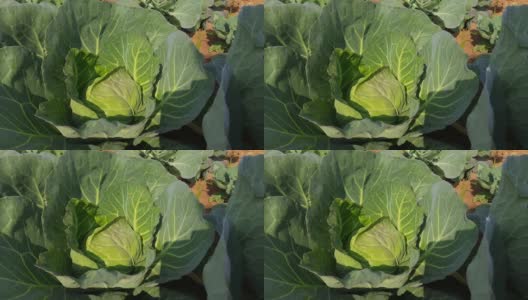卷心菜的蔬菜。高清在线视频素材下载