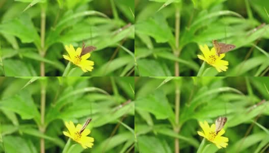一只棕色的蝴蝶栖息在黄色的毛茛花上，吮吸着花蜜，模糊的绿叶背景高清在线视频素材下载