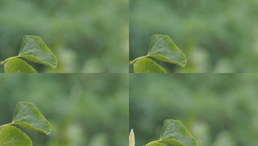 湿绿的菩提树叶子上沾着雨滴，在下雨高清在线视频素材下载