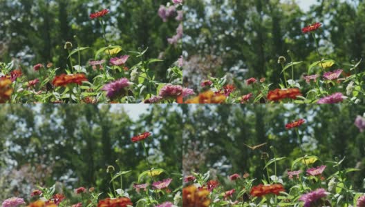 蜜蜂和蝴蝶在花园里给花授粉。高清在线视频素材下载