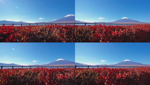 美丽的富士山与枫树在秋天的日本高清在线视频素材下载