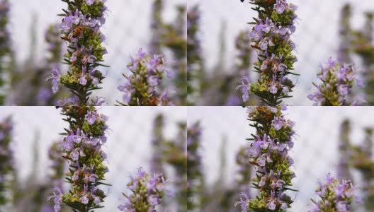神奇的盛开的迷迭香和蜜蜂在上面。常绿灌木，芳香草本的微缩摄影高清在线视频素材下载