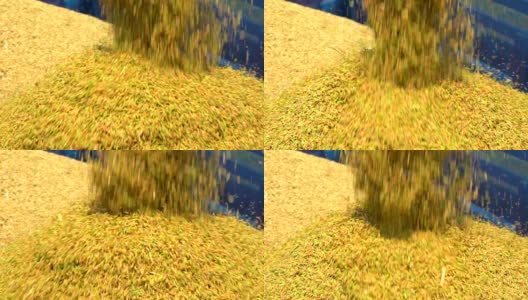 慢镜头稻田水稻流动的存储从收割水稻拖拉机高清在线视频素材下载