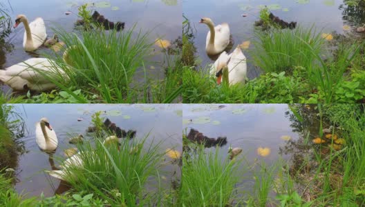 湖中的天鹅家族和小鸡们高清在线视频素材下载