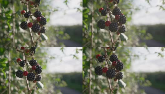 黑莓成熟了，适合觅食高清在线视频素材下载
