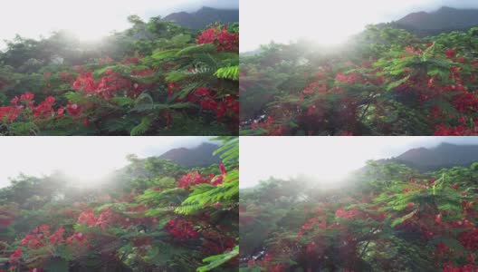 美丽的红色皇家poinciana或艳丽的花(龙凤)在日出后雨后高清在线视频素材下载