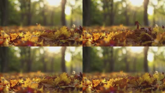 黄色的枫叶落了下来，在秋天公园的背景下飞舞。感恩的心情。阳光,金色的秋天高清在线视频素材下载