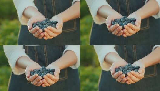 Farmer保存了一把蓝莓——一种富含维生素的健康浆果高清在线视频素材下载