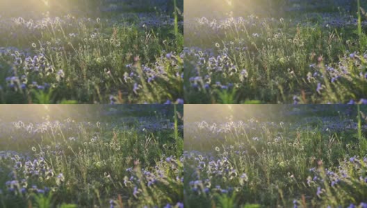 美丽的春天田野里的小蓝花在阳光下高清在线视频素材下载
