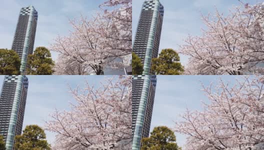 樱花盛开的城市六本木，港区，东京高清在线视频素材下载