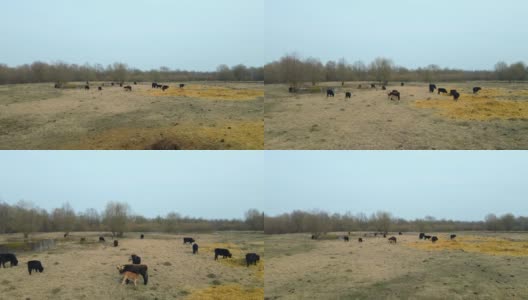 牧场上的一群野牛。大自然中的牛。野生动物的概念。高清在线视频素材下载