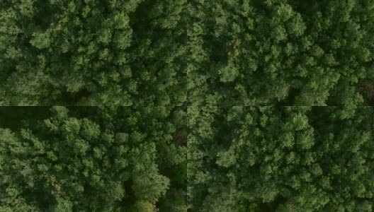 飞过一片翠绿的松林景观高清在线视频素材下载