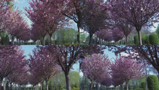 公园里有樱花盛开的小巷高清在线视频素材下载