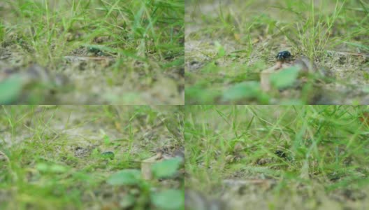 一只甲虫在草地上行走的4K电影镜头。（3）高清在线视频素材下载