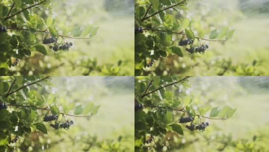 在有机农场浇灌山莓高清在线视频素材下载