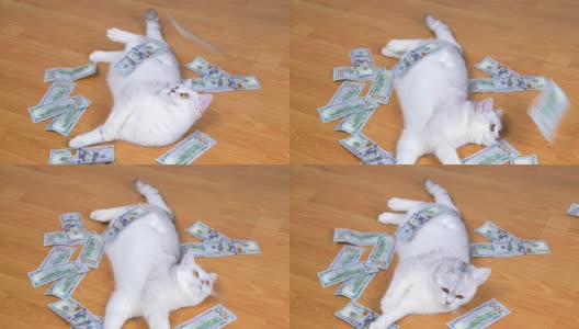 美元落在猫身上。有钱的猫。有利可图的猫。高清在线视频素材下载