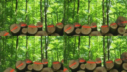 高清堆叠的木材在春天森林多莉拍摄(4:2:2)高清在线视频素材下载