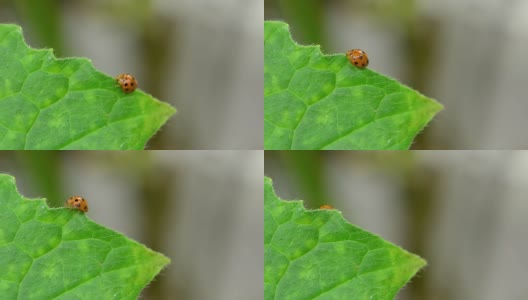 叶子上的瓢虫高清在线视频素材下载