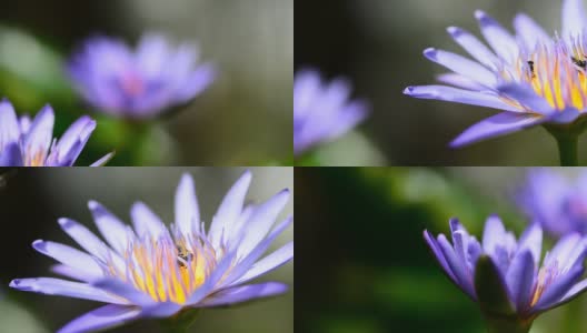 多莉拍摄的紫莲花高清在线视频素材下载