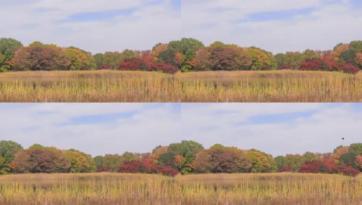 秋天的色彩在公园里高清在线视频素材下载