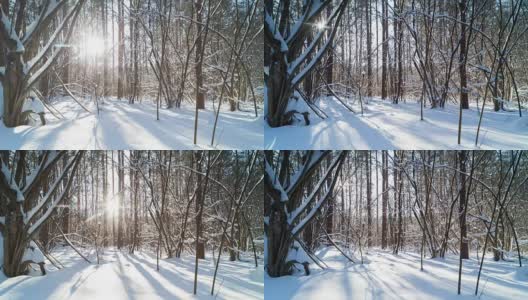 冬天的森林在阳光明媚的一天。时间流逝。高清在线视频素材下载