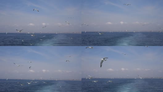 在伊斯坦布尔，海鸥在船后飞翔高清在线视频素材下载
