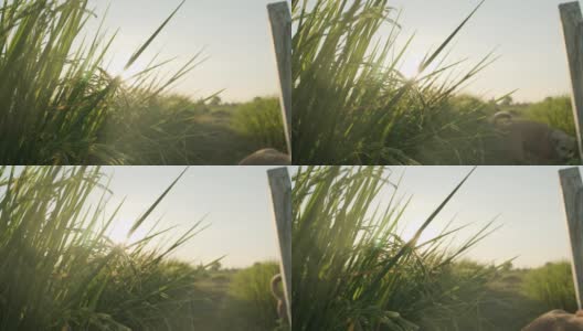 阳光穿过稻田里的稻秆，一狗过关斩将，带着自然乡村的概念高清在线视频素材下载