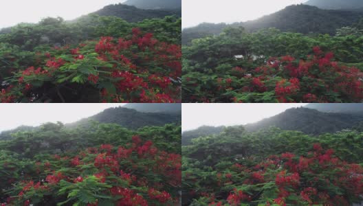 美丽的红色皇家poinciana或艳丽的花(龙凤)在日出后雨后高清在线视频素材下载