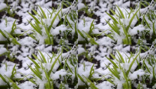 绿油油的草地上覆盖着一层雪，在春季降雪期间特写。高清在线视频素材下载