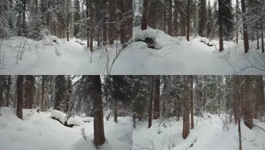 在特勒茨科湖岸边的特维内克(第三河)河上，在冬天大雪覆盖下的针叶林的步道上行走高清在线视频素材下载