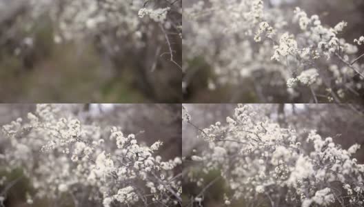 可爱的春天的花朵高清在线视频素材下载