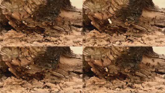 木头上的黑蚂蚁高清在线视频素材下载