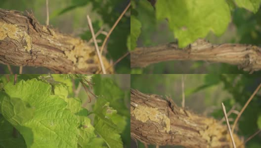 慢镜头里，老藤和嫩叶的葡萄高清在线视频素材下载