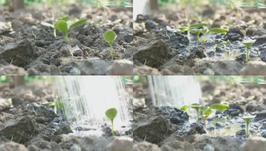 一种在地面上用喷壶浇灌的新生植物的胚芽高清在线视频素材下载