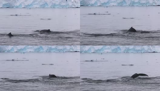 南极洲的座头鲸高清在线视频素材下载