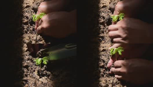 种植一棵树高清在线视频素材下载