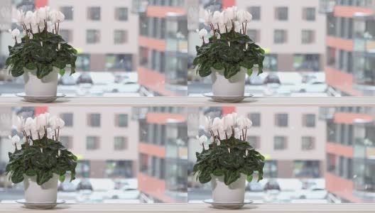 窗台上的花盆里有白色仙客来花，窗外冬天下雪高清在线视频素材下载