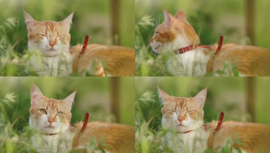 可爱有趣的红白猫在红色的领子放松在绿色的草地上在夏天的花园。日落，摄影，浅景深，50帧/秒。高清在线视频素材下载