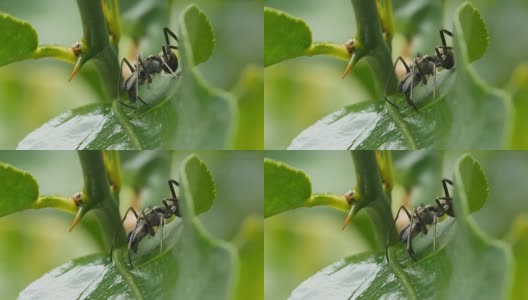 特写:绿色树叶上模仿跳蛛的黑蚂蚁。高清在线视频素材下载