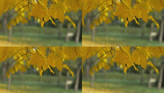 秋天的落叶:忧郁，忧伤高清在线视频素材下载