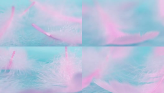 非常接近一个柔软的粉红色羽毛在蓝色背景梦幻，柔软，新鲜和浪漫的概念，4K Dci分辨率高清在线视频素材下载