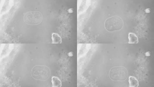 在显微镜下透明的微生物，带有内部器官，就像外来生物一样高清在线视频素材下载