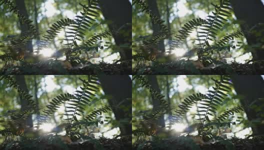 银色的阳光照耀着森林里野生蕨类植物的小径高清在线视频素材下载