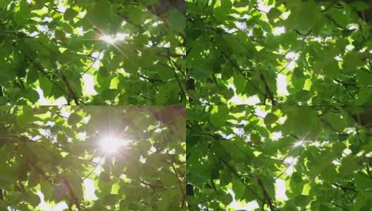 慢镜头近景阳光透过茂密的绿叶在树冠高清在线视频素材下载