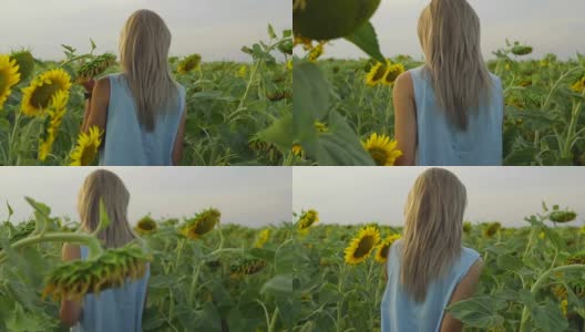 背影看不出的金发女人走在向日葵的田野。Slowmotion拍摄高清在线视频素材下载