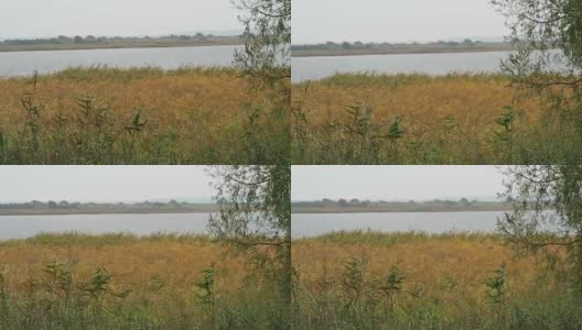 秋季的隐密岛。海岸有芦苇和柳树高清在线视频素材下载
